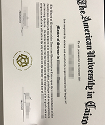 Get Fake American University in Cairo Diploma